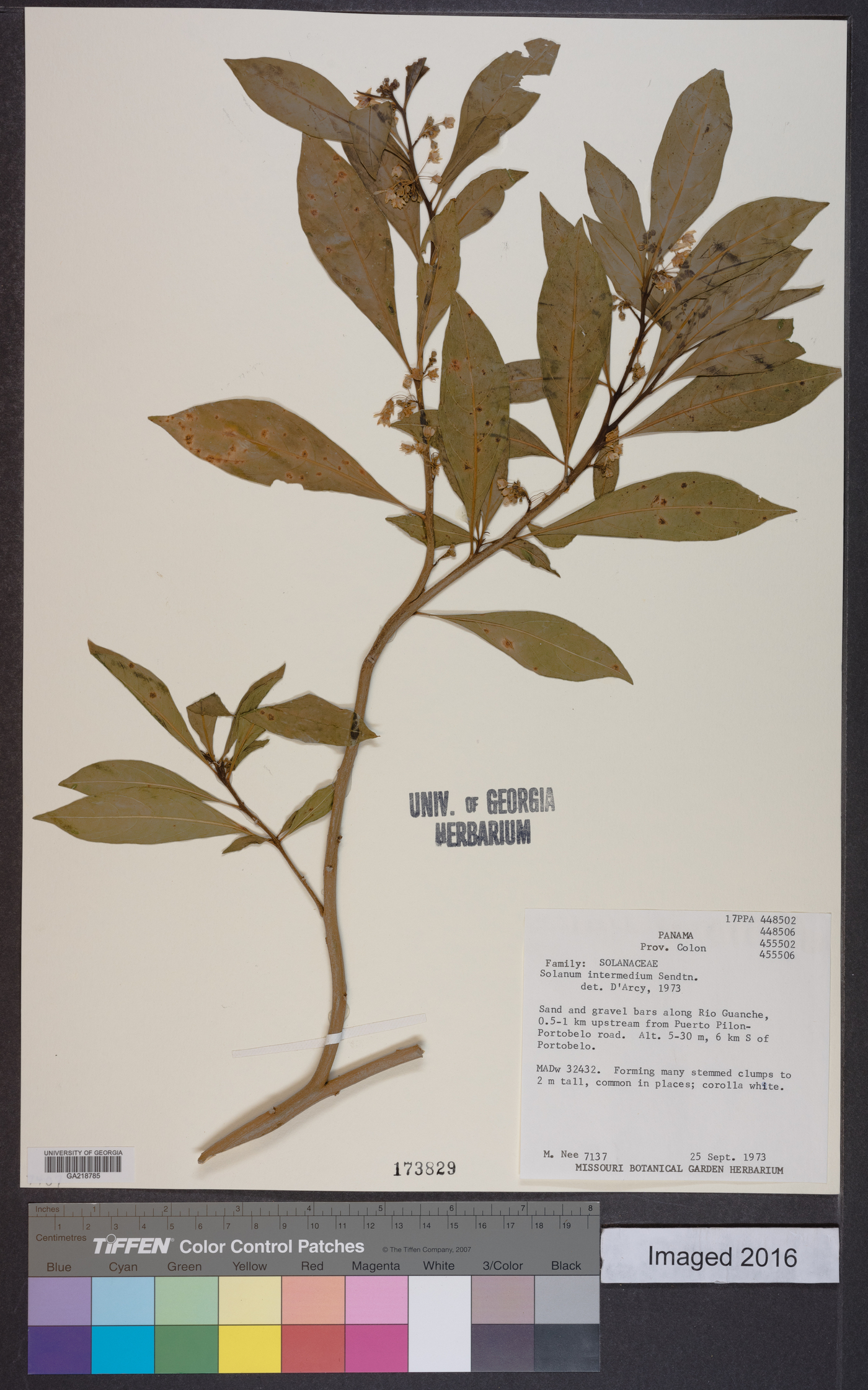 Solanum intermedium image