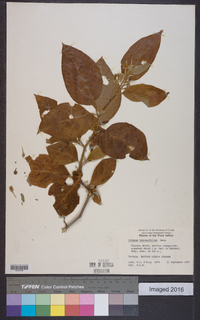 Solanum lanceifolium image