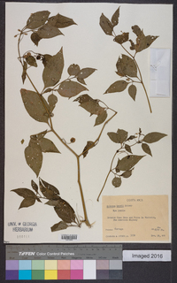 Solanum leonii image