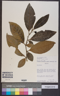 Solanum lindenii image