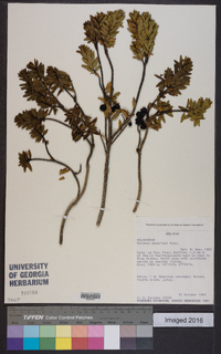 Solanum macbridei image