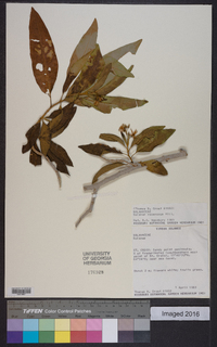 Solanum racemosum image