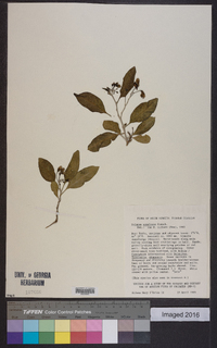 Solanum somalense image