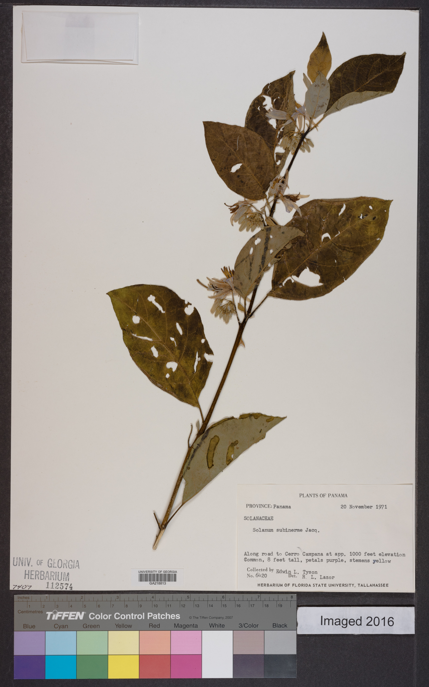 Solanum subinerme image