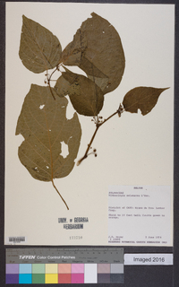 Witheringia solanacea image