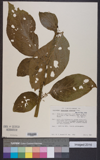 Witheringia solanacea image