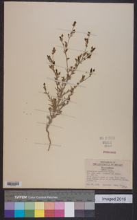 Image of Adenostegia parviflora