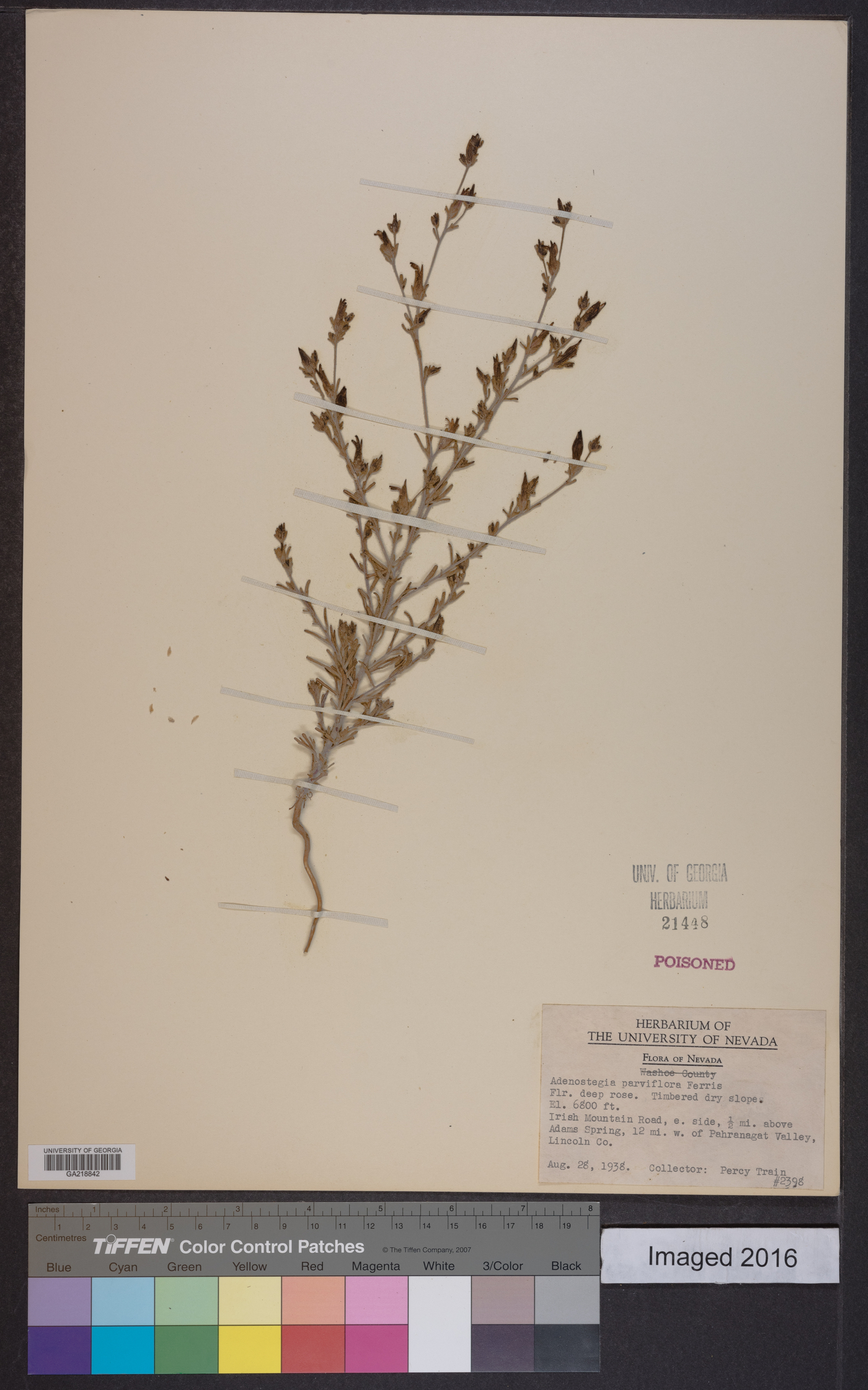 Adenostegia parviflora image