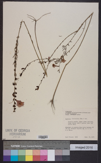 Agalinis fasciculata image