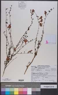 Agalinis linifolia image