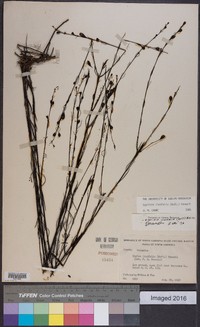 Agalinis linifolia image