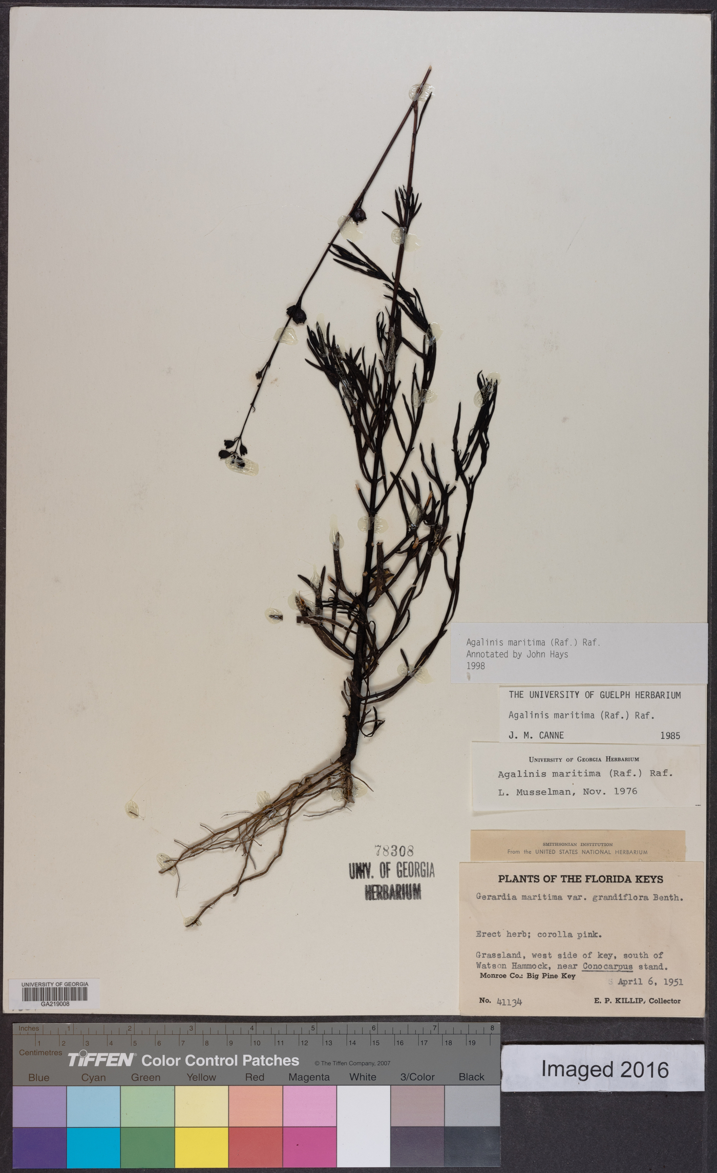 Agalinis maritima image