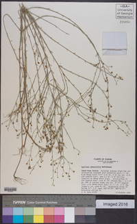 Agalinis obtusifolia image