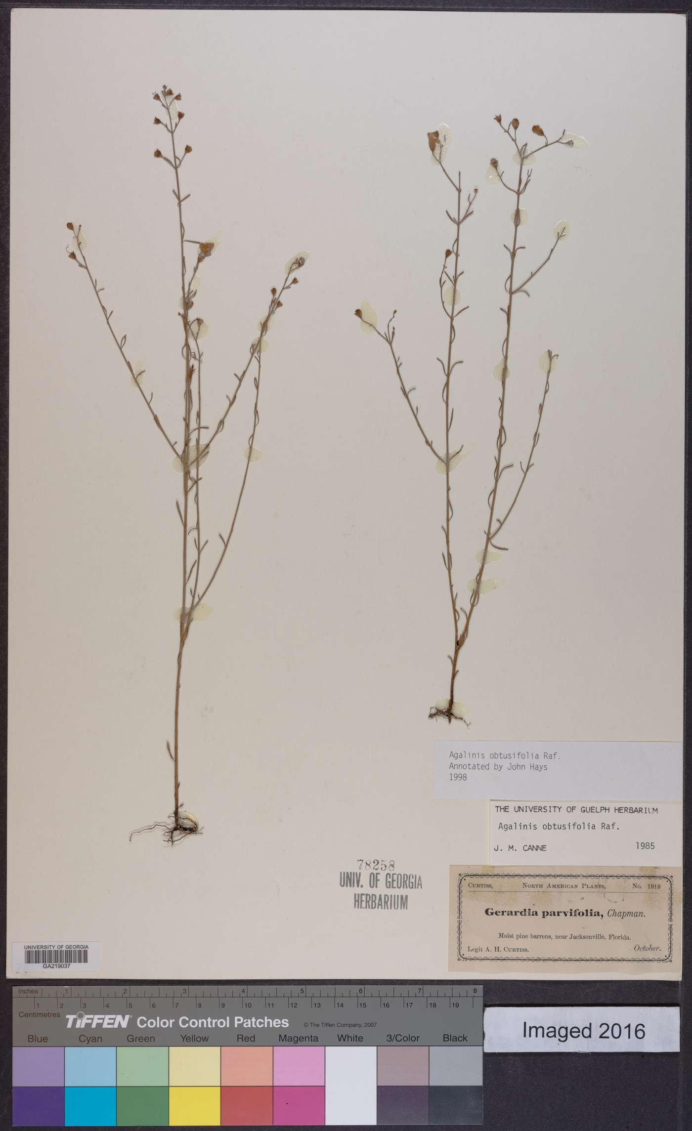 Agalinis obtusifolia image
