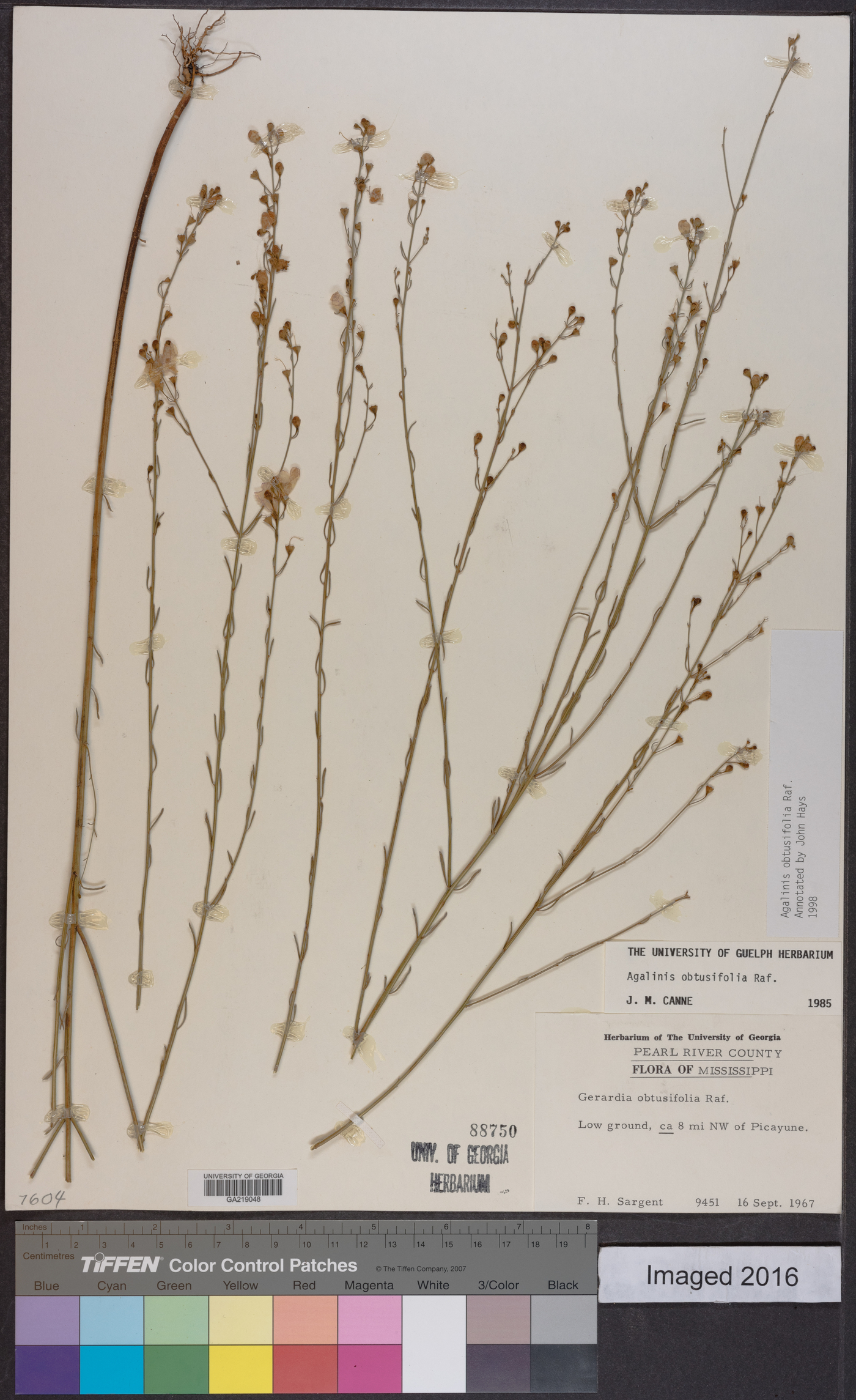 Agalinis obtusifolia image
