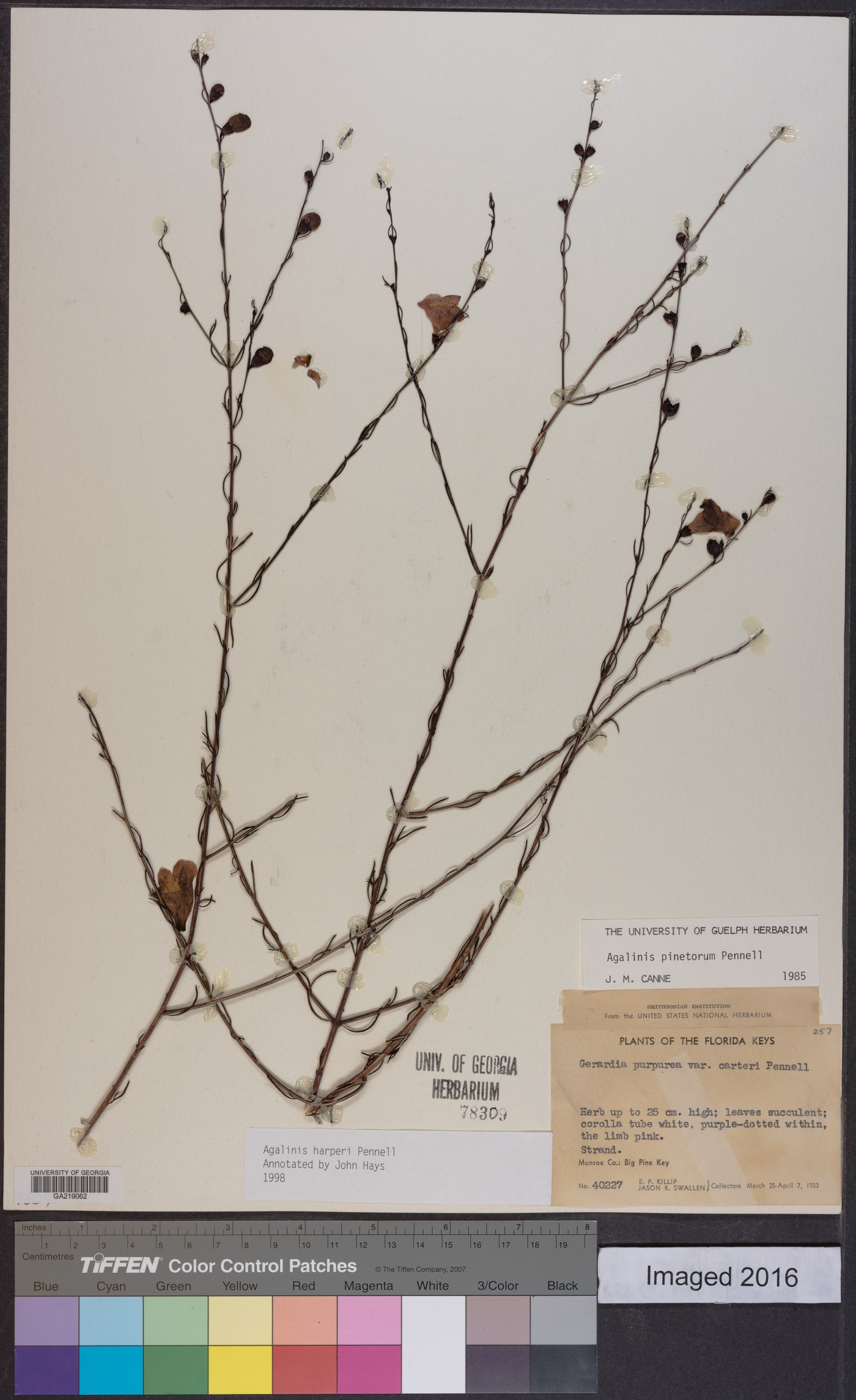 Agalinis pinetorum image