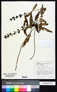 Aureolaria microcarpa image