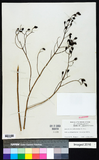 Aureolaria pedicularia image