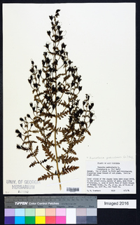 Aureolaria pedicularia image