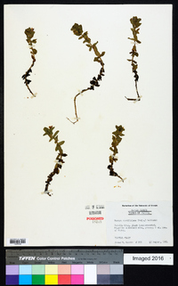 Bacopa caroliniana image