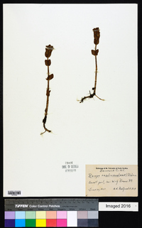 Bacopa caroliniana image