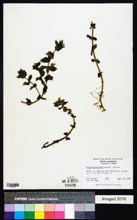 Bacopa caroliniana image