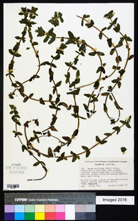 Bacopa egensis image