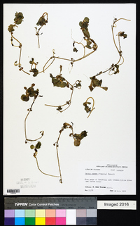 Bacopa egensis image