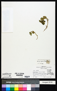 Bacopa egensis image