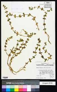 Bacopa innominata image