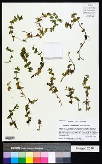 Bacopa innominata image