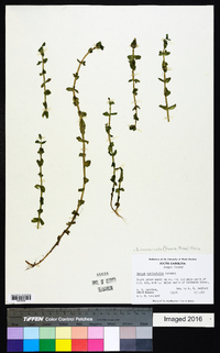 Bacopa innominata image