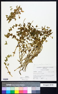 Bacopa innominata image