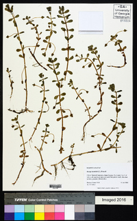 Bacopa monnieri image