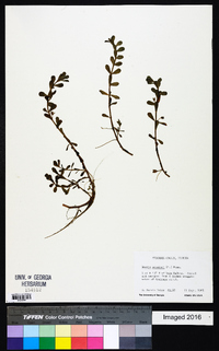 Bacopa monnieri image