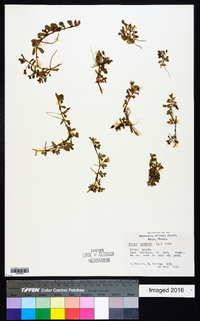 Bacopa monnieri image