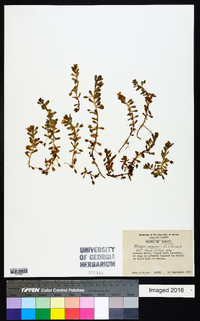 Bacopa monnieri image