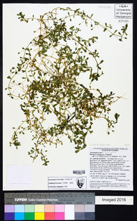 Bacopa monnieri image