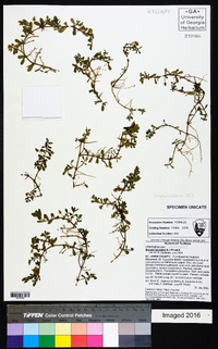 Bacopa monnieri image