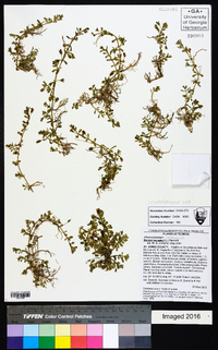 Bacopa monnieri image