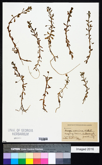 Bacopa monnieri image