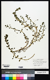 Bacopa monnieri image