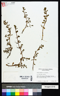 Bacopa monnieri image