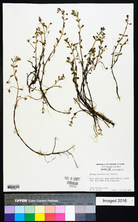 Bacopa monnieri image