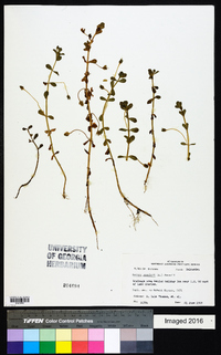 Bacopa monnieri image