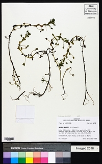 Bacopa monnieri image