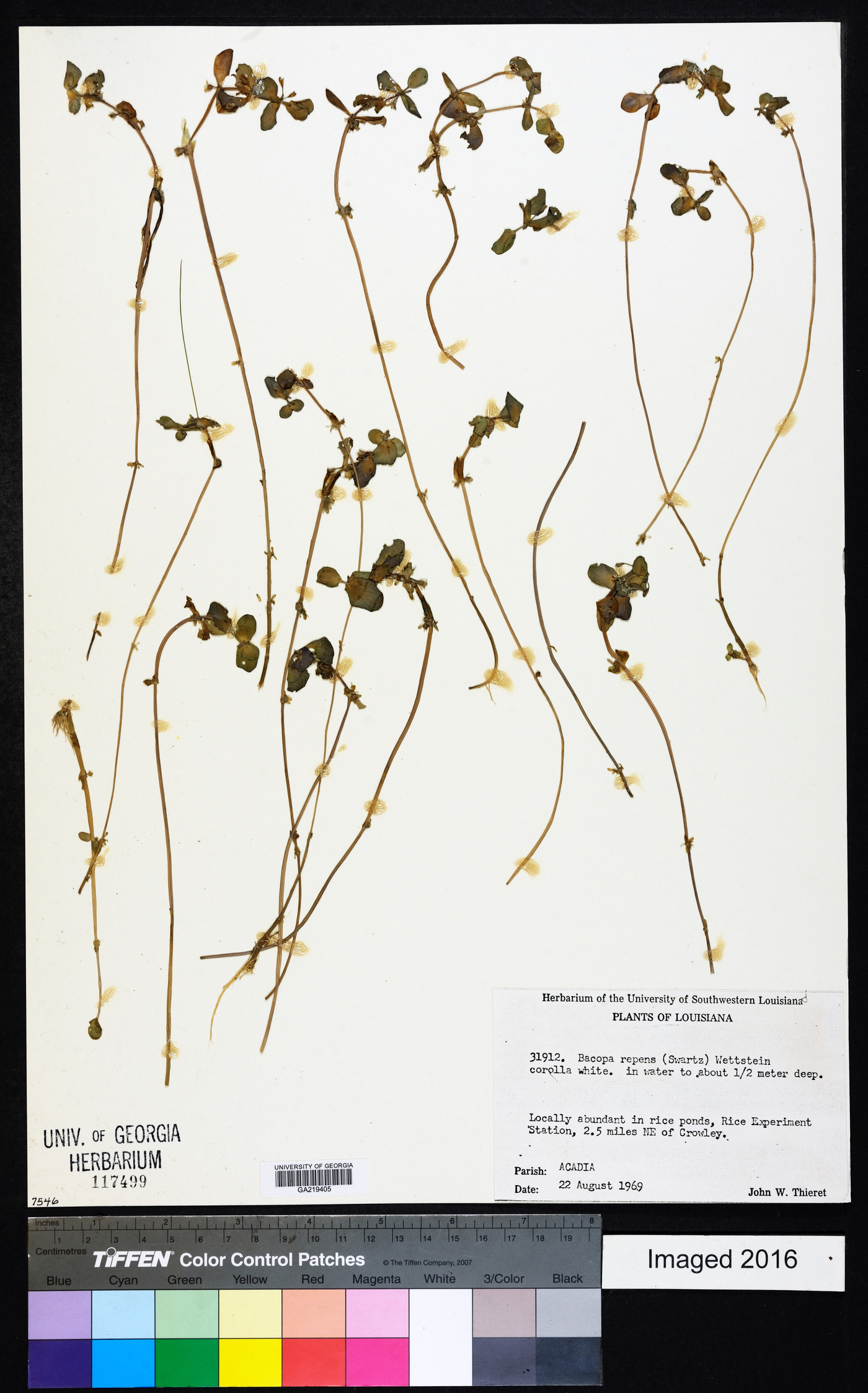 Bacopa repens image