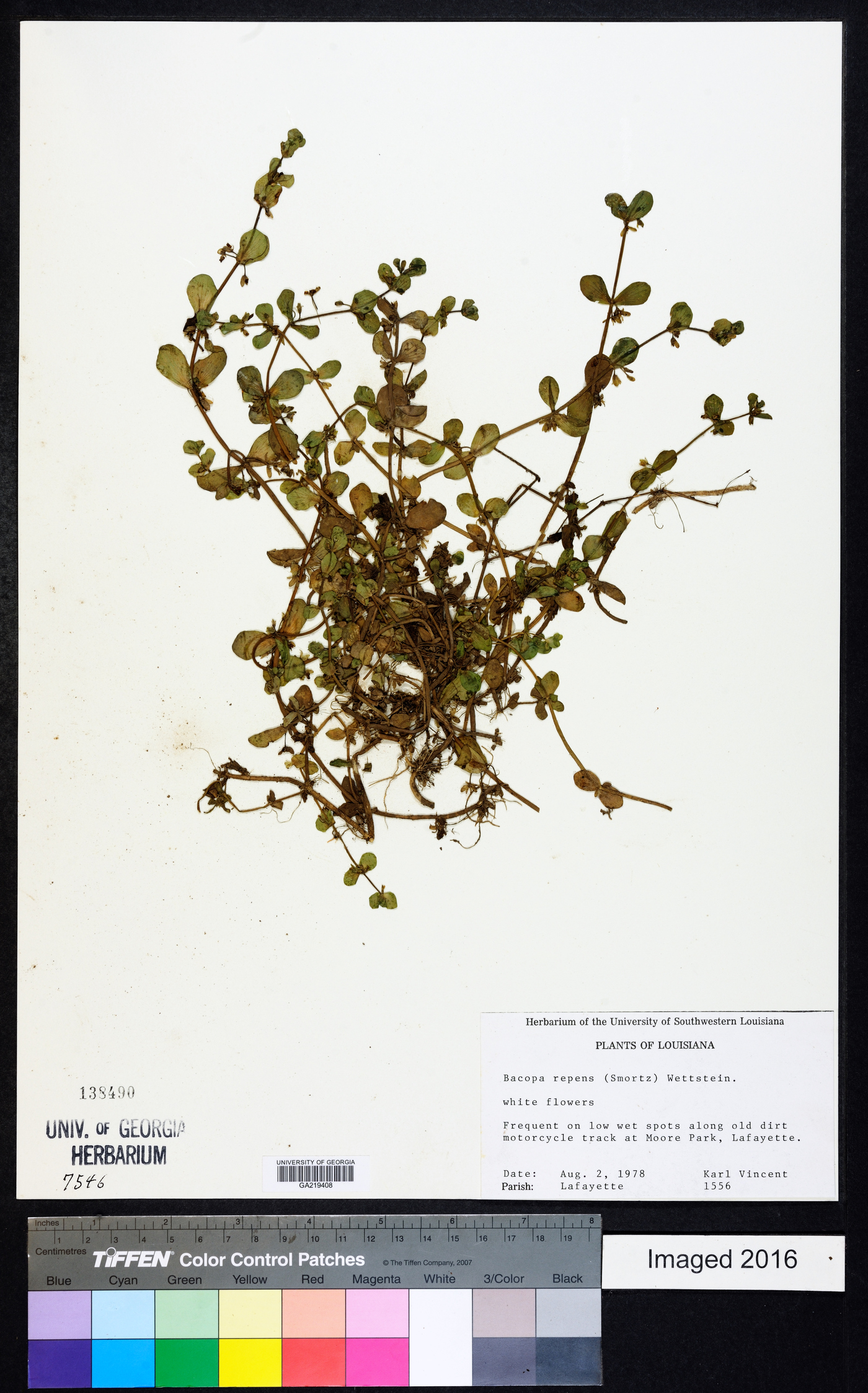 Bacopa repens image