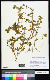 Bacopa rotundifolia image