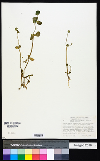 Bacopa eisenii image